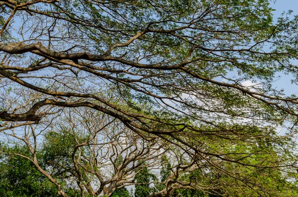 Rama de árboles de hojas verdes en un árbol grande —  Fotos de Stock