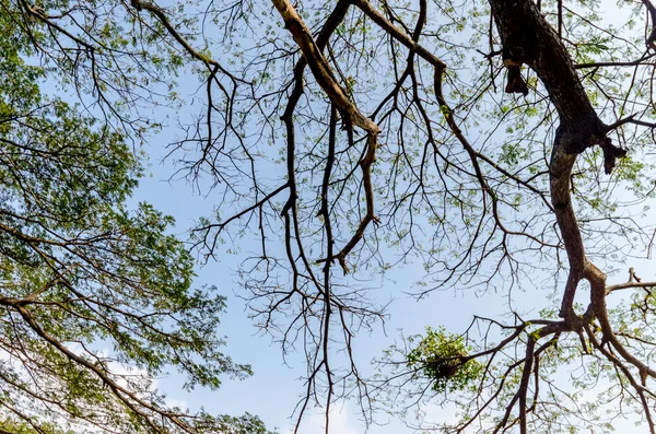 Дерево ветви зеленых листьев на большом дереве — стоковое фото