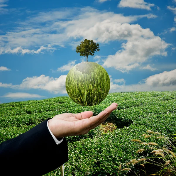 Businessman carry green plant at green tea farm — Stock Photo, Image