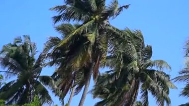 Hindistan cevizi ağacı seaside, kuvvetli rüzgar ile
