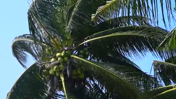 Árbol de coco con fuerte viento en la orilla del mar — Vídeo de stock