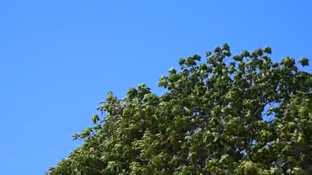 Wierzchołek drzewa z silnym wiatrem — Wideo stockowe
