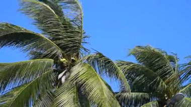 Hindistan cevizi ağacı seaside, kuvvetli rüzgar ile