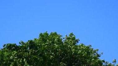 Treetop kuvvetli rüzgar ile