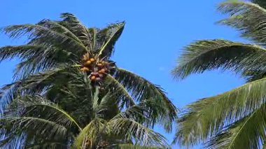 Hindistan cevizi ağacı seaside, kuvvetli rüzgar ile