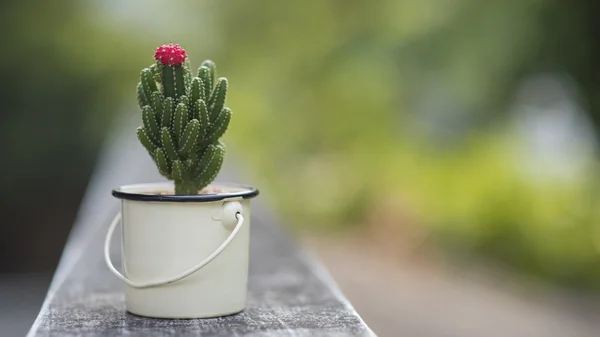 Mignon cactus avec fond vert doux — Photo