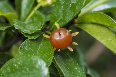 Diş fırçası ağacın meyvesi