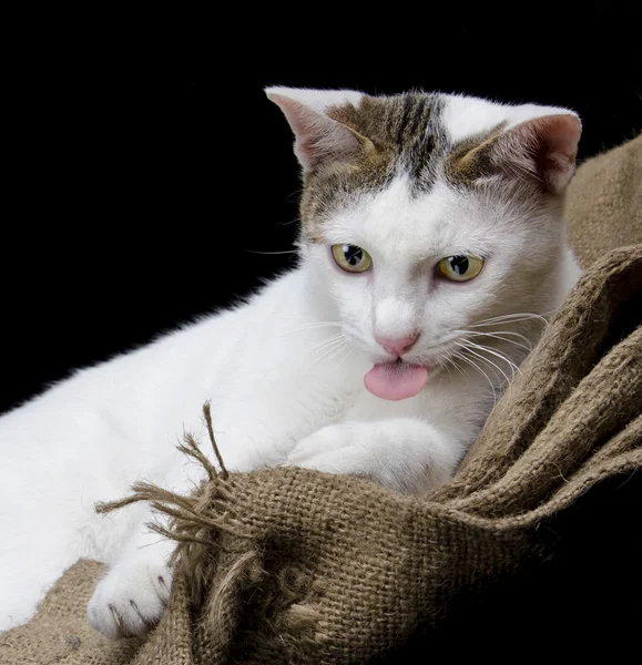 Кошачий язык на серне изолирован на черном — стоковое фото