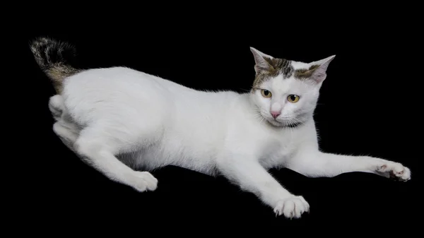 Kat spelen op zwarte stof geïsoleerd — Stockfoto