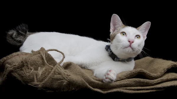 Симпатичный кот лежал на мешковине — стоковое фото