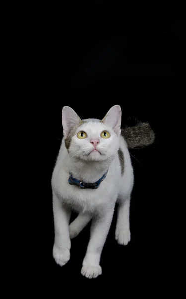 Katt utseende och redo att hoppa — Stockfoto