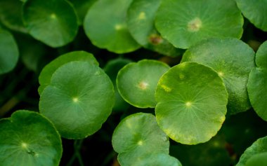 Yeşil lotus yaprağı