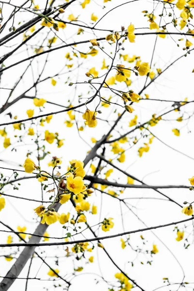 Flor amarilla en árbol aislado en el cielo blanco —  Fotos de Stock