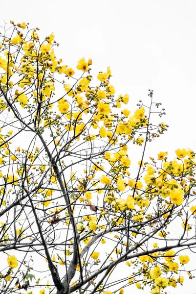 Flor amarela na árvore isolada no céu branco — Fotografia de Stock