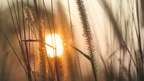 Gras bloem met zonsondergang wazig achtergrond (Handheld schot) — Stockvideo