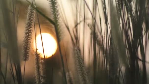 Gras bloem met zonsondergang wazig achtergrond (Handheld schot) — Stockvideo