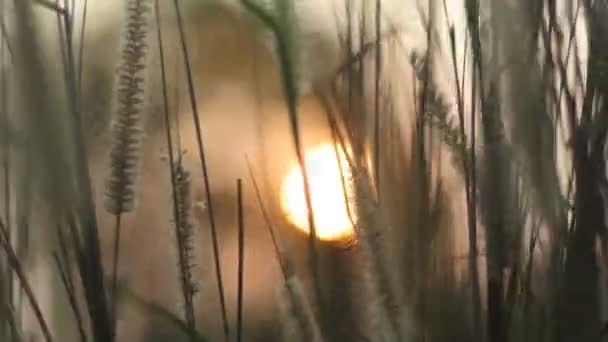 Flor de hierba con fondo borroso al atardecer (tiro de mano ) — Vídeos de Stock