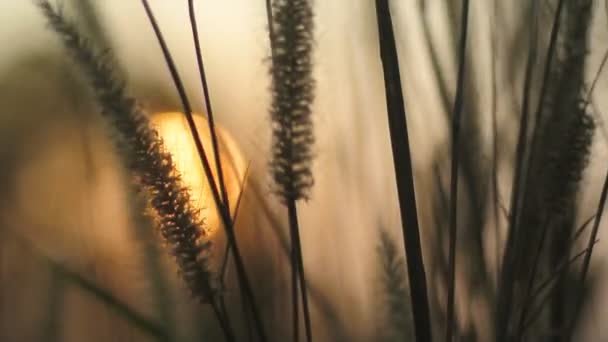 Grass flower with sunset blurred background (Handheld shot) — Stock Video