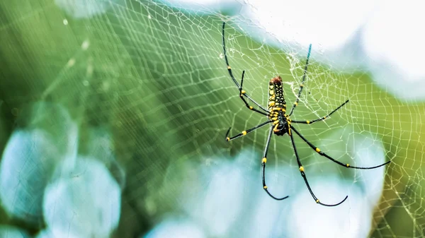 巨木蜘蛛 (Nephila 斑点) — 图库照片