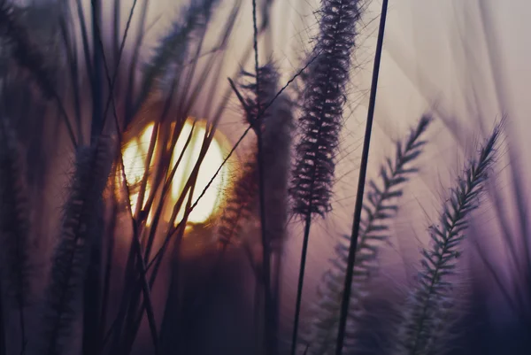 Pôr do sol com flores de grama — Fotografia de Stock