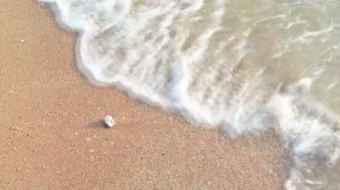 Deniz sörf ile seashell beach (el vurdu)