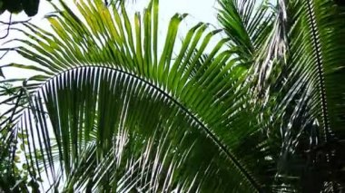 Rüzgar ile Hindistan cevizi yaprağı