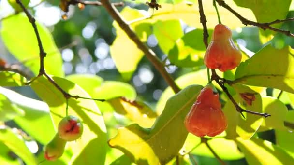 Rose apple på träd med grön bakgrund — Stockvideo