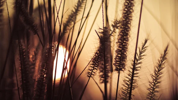 Pôr do sol com flores de grama — Fotografia de Stock