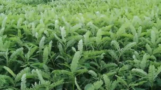 Zelených rostlin pohyb s větrem — Stock video