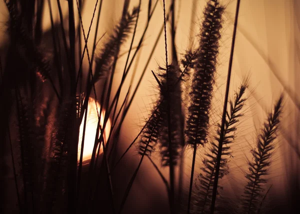 Pôr do sol com flores de grama — Fotografia de Stock