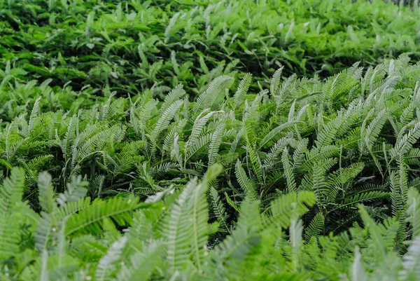 Planta verde con viento al aire libre —  Fotos de Stock