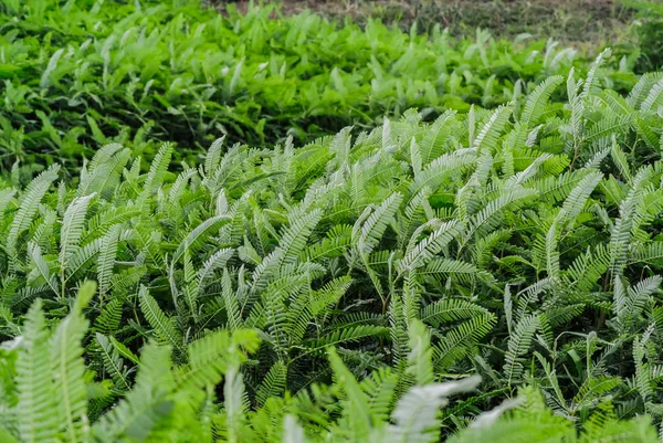 Planta verde con viento al aire libre —  Fotos de Stock