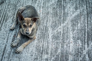 Yerde terk edilmiş köpek