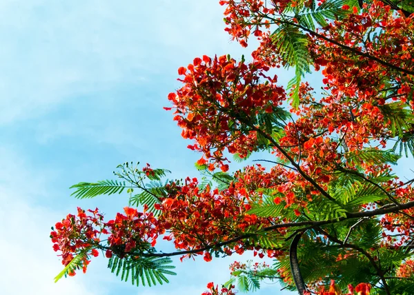 Flor real Poinciana florescendo — Fotografia de Stock