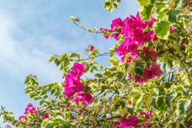 Bougainvillea çiçek çiçeklenme ile beyaz gökyüzü