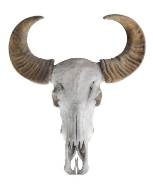 Buffalo skull beyaz (yan yolundaki boynuzları ile)