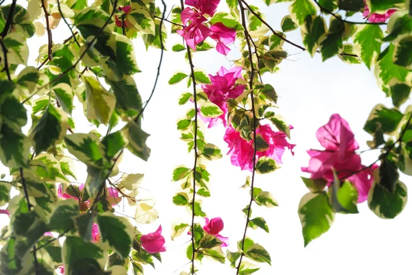 Flor de buganvília florescendo com céu branco — Fotografia de Stock