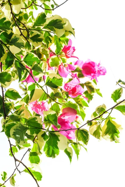 Flor de buganvília florescendo com céu branco — Fotografia de Stock