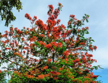 Royal Poinciana çiçek çiçeklenme