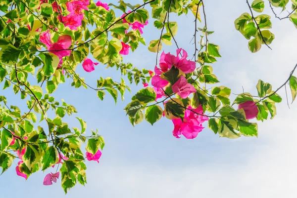 簕杜鹃花朵绽放着白色的天空 — 图库照片