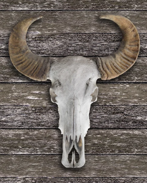 Buvolí lebka s rohy na dřevěné stěně obrazce — Stock fotografie