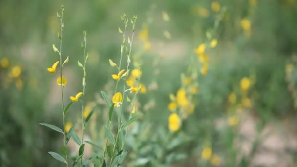 Flor de cânhamo indiano againt vento (Handheld ) — Vídeo de Stock