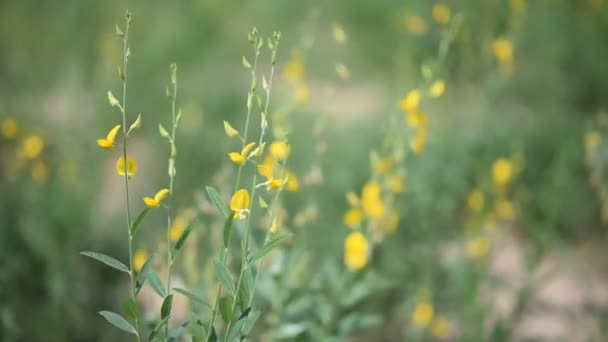 Indisk hampa blomma againt vind (handdator) — Stockvideo