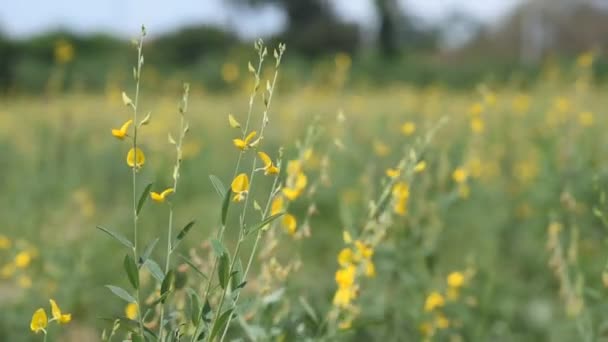 Indisk hampa blomma againt vind (handdator) — Stockvideo