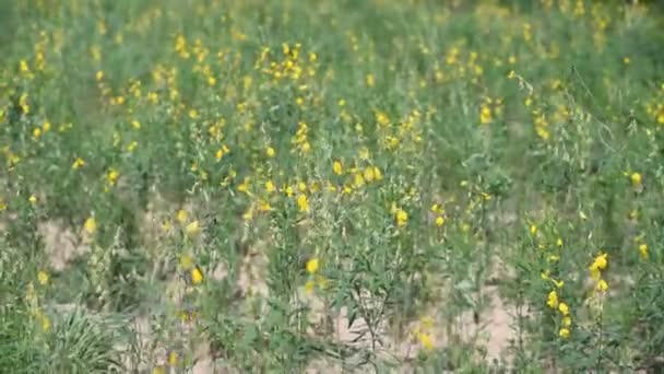 Flor de cânhamo indiano againt vento (Handheld ) — Vídeo de Stock