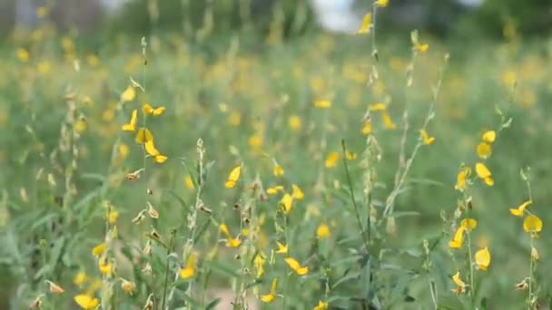 Indische hennep bloem againt wind (Handheld) — Stockvideo