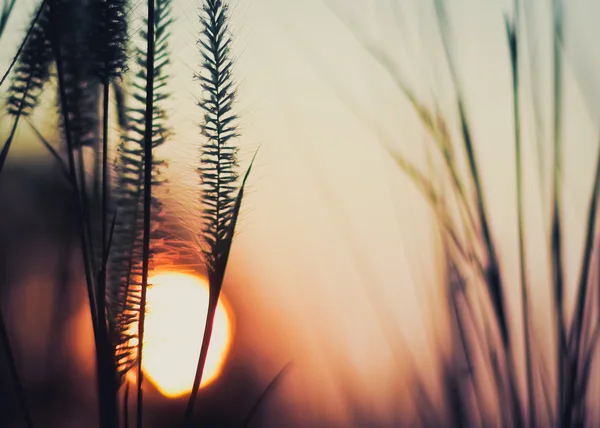 Puesta de sol con flores de hierba — Foto de Stock