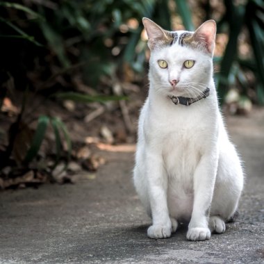 Şirin büyük kedi otur yere