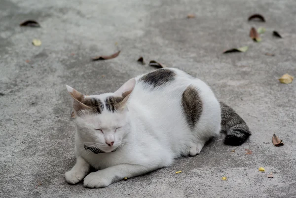 Сонная кошка на земле — стоковое фото