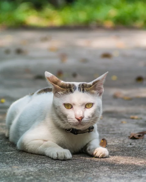 Aranyos macska a földön — Stock Fotó